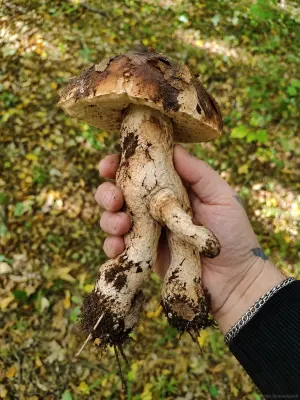 Изображение из комментария
