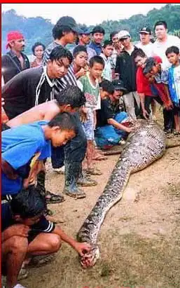 Жесть! Змеюга подпиталась взрослым человеком!