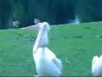 Пеликан ест голубя