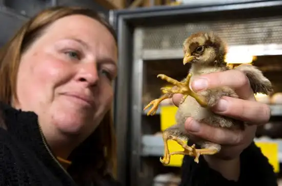 Четырехлапый цыпленок