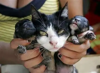 Невероятно! Кошка родила... щенят:))
