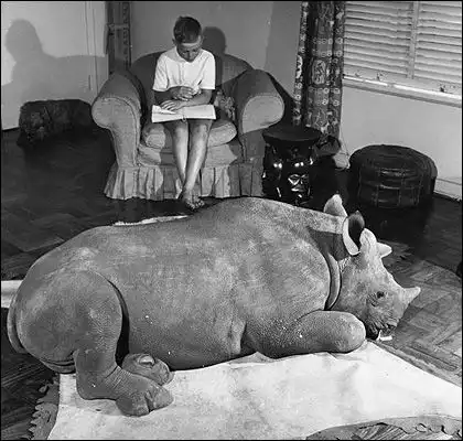 Домашний носорог:)