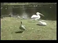 Пеликаны едят Птичек 0_о