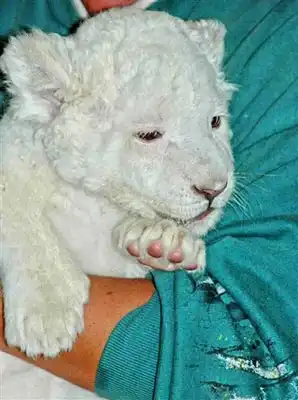 В зоопарке родился белый львенок (3 фото)