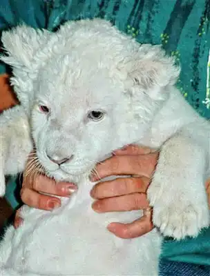 В зоопарке родился белый львенок (3 фото)