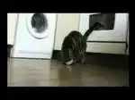 Смешные кошки - супер!