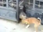 Собака против обезьяны