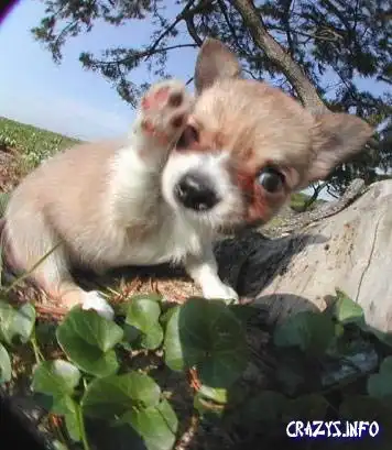 Опять зверюшки