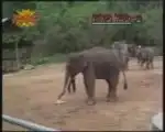 Слон играет в футбол
