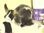 Собака против кота