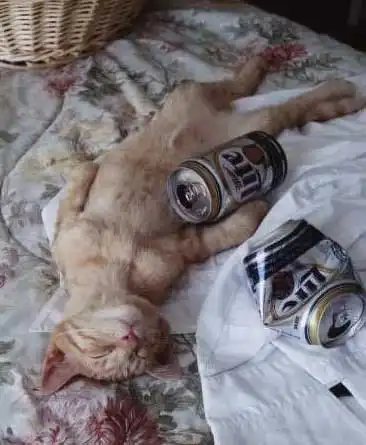 ПозитиФФные животные!