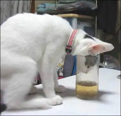 Котятки супер...