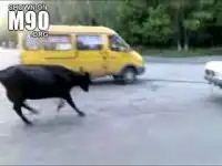 Проблемы с транспортировкой быка