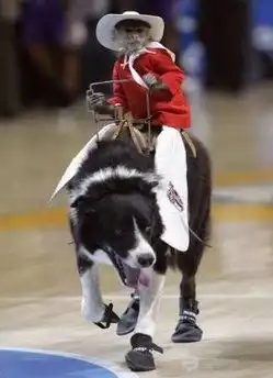 Обезьна-ковбой