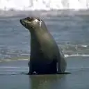 Аватарки с животными