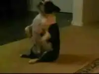 Собака танцует брейк-денс