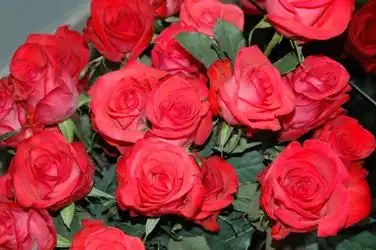 Розы ....для вас:)