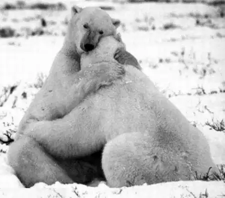 И животные умеют любить