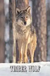 Волк - прирожденный хищник