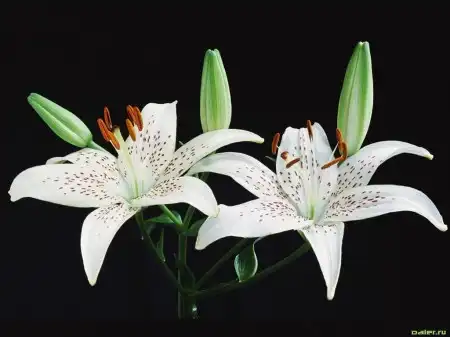 C Днём Рождения, Nёne4kA!