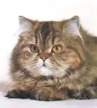 Порода: Персидская кошка