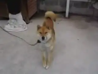 Танцующая собака