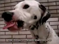 Собака улыбается )