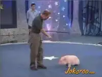 Дрессированная свинья