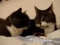 Коты разговаривают об интимном. С переводом