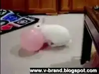 Кролик забавляется с шариком:-)