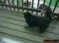 Драка. Кот с собакой против енота