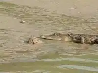 Тупой крокодил