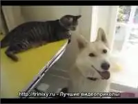 Кот атакует собаку