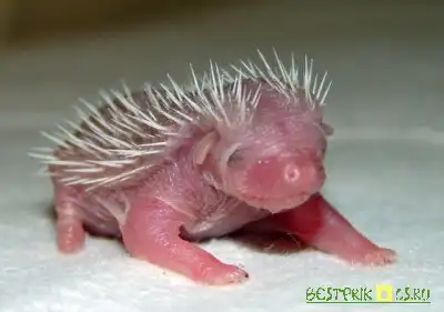 Маленикие ежики)