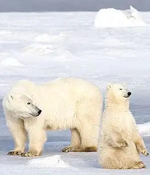 Белые медведы