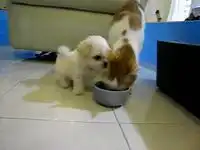 Позитив дня — щенок мешает кушать кошке