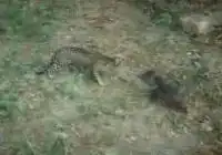 Короткая схватка молодого кабана и ягуара