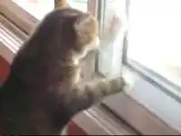 Кот очень хочет на улицу )