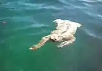 Ленивец даже плавает не спеша )