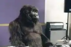 Первое место в Топ-5 вирусных видео 2007 года: «Gorilla Drummer» от Cadbury