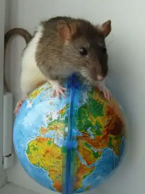 Атака мышей и крыс!