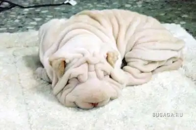 Шарпейчеки...)(мало...(