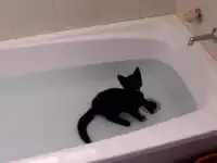 Котенок в ванной позитив))