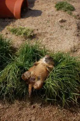 Забавные животные