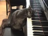 Кошка-пианистка