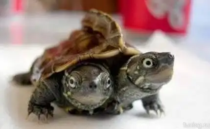 Сиамские черепахи (4фото)