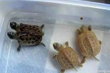 Сиамские черепахи (4фото)