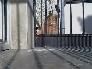 Котик резиновый