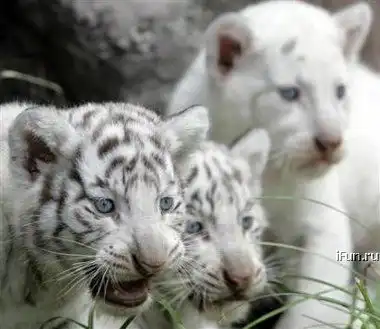 Тигрята - альбиносы