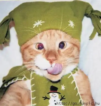 Кошки - как они милы =)